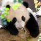 Illustration for article titled Giant Panda Breeding Efforts Have Actually Been Really Successful